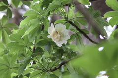 Adansonia digitata